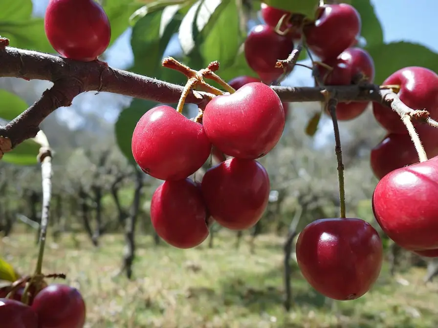 Valor Nutricional de las Cerezas Silvestres