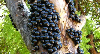 Valor-Nutricional-de-la-Jaboticaba