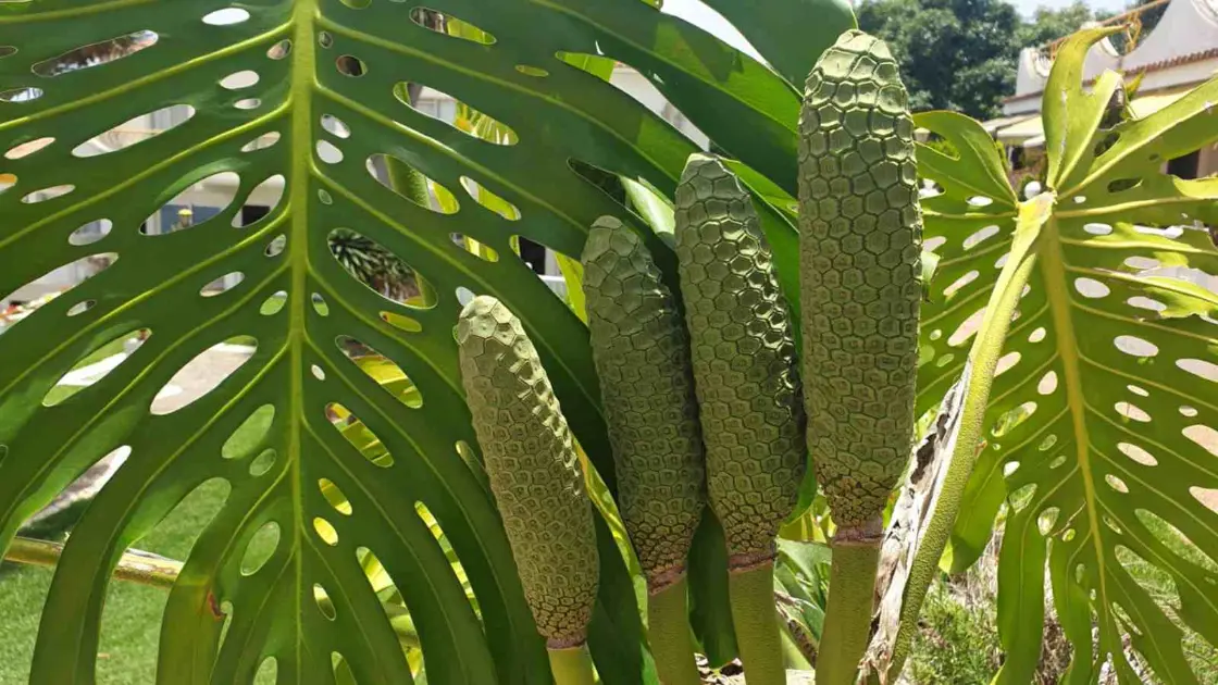 Valor-Nutricional-de-la-Monstera-deliciosa-Fruta-del-Monstera