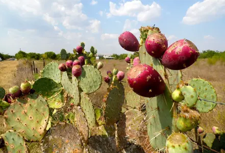 Valor-Nutricional-de-la-Tuna-Higo-chumbo