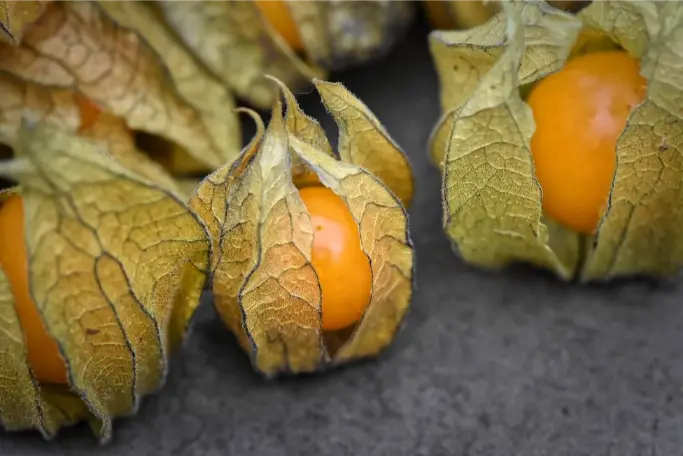 Valor-Nutricional-de-la-Uchuva-Physalis