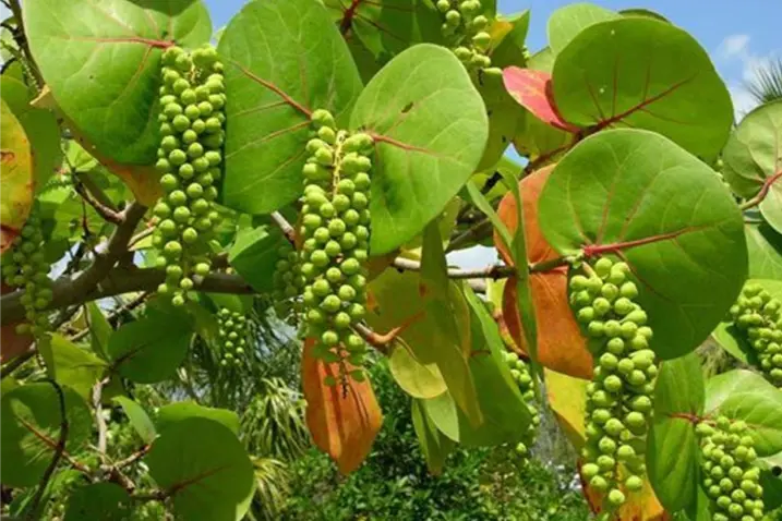 Valor-Nutricional-de-la-Uva-de-mar