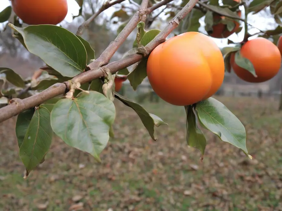 Valor-Nutricional-del-Caqui-Palosanto