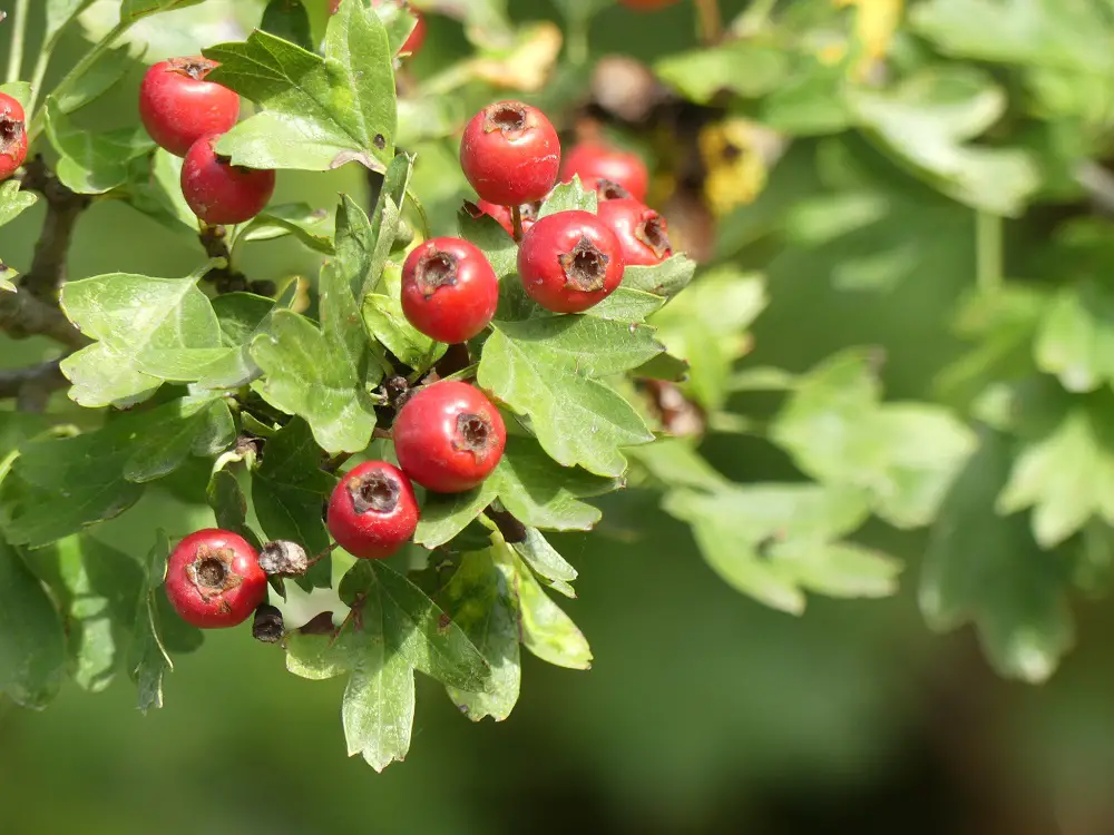 Valor-Nutricional-del-Toroncillo