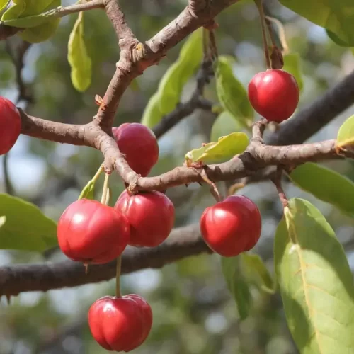 Valor-Nutricional-de-la-Acerola