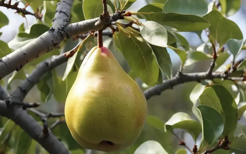 Valor-Nutricional-de-la-Champana