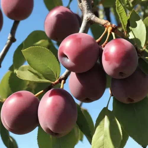 Valor-Nutricional-de-la-Ciruela-Santa-Rosa