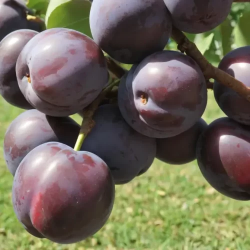 Valor-Nutricional-de-la-Ciruela-claudia