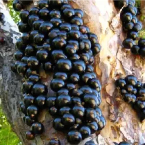 Valor-Nutricional-de-la-Jaboticaba