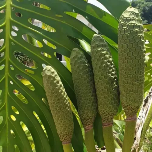 Valor-Nutricional-de-la-Monstera-deliciosa-Fruta-del-Monstera