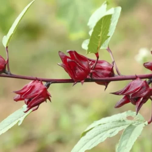 Valor-Nutricional-de-la-Rosella