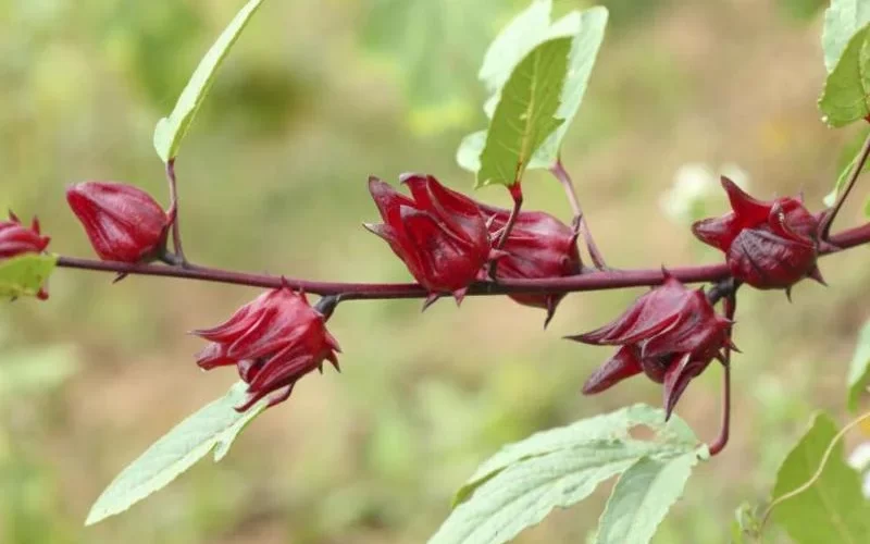Valor-Nutricional-de-la-Rosella