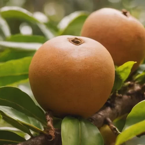 Valor-Nutricional-de-la-Sapodilla-Chicozapote