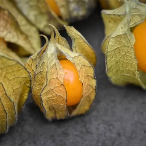 Valor-Nutricional-de-la-Uchuva-Physalis