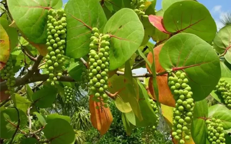 Valor-Nutricional-de-la-Uva-de-mar