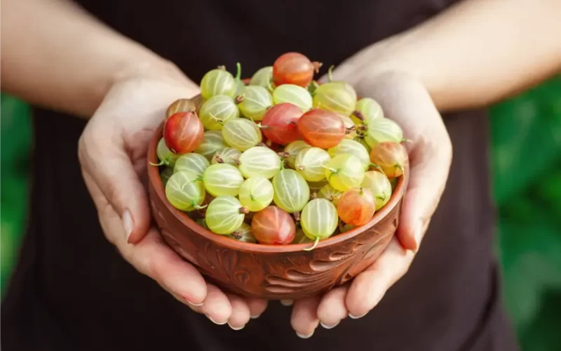 Valor-Nutricional-de-la-Uva-espina-Uchuva