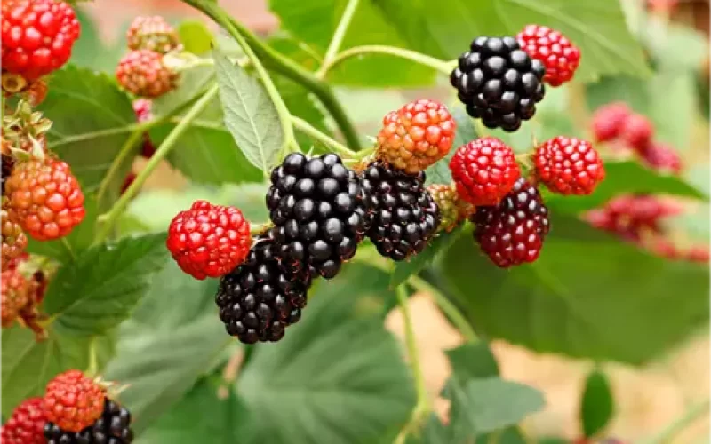 Valor-Nutricional-de-la-Zarzamora