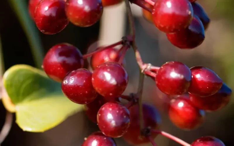 Valor-Nutricional-de-la-Zarzaparrilla