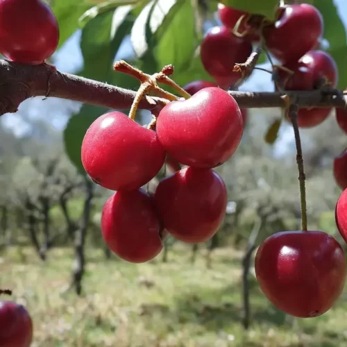 Valor Nutricional de las Cerezas Silvestres