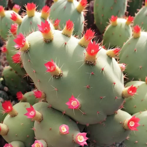 Valor-Nutricional-del-Cactus-de-pera