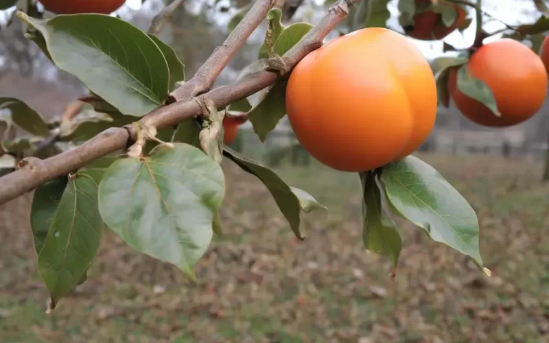 Valor-Nutricional-del-Caqui-Palosanto