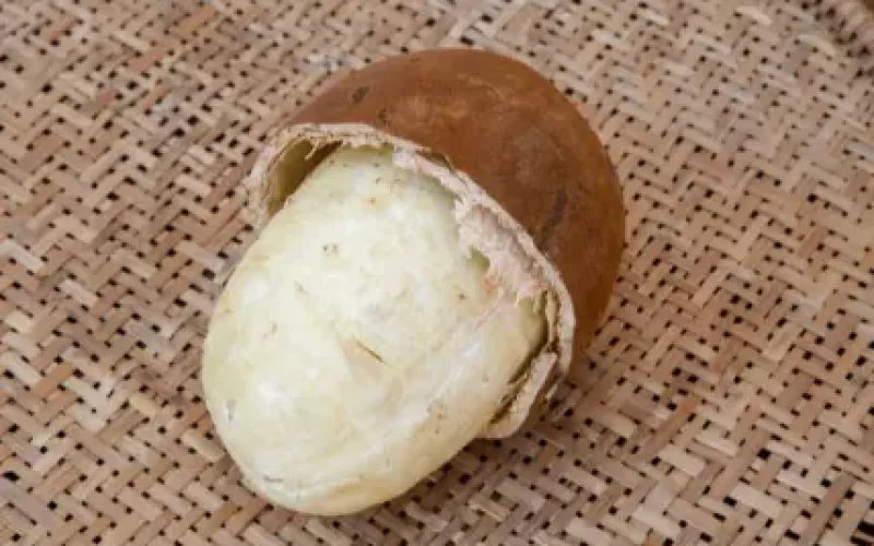 Valor-Nutricional-del-Cupuacu-Theobroma-Grandiflorum