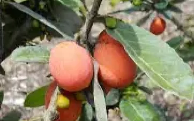 Valor-Nutricional-del-Imbe