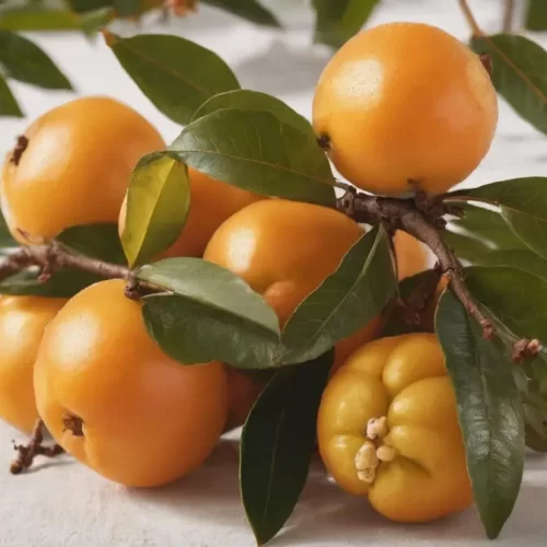 Valor-Nutricional-del-Nispero-japones-Loquat