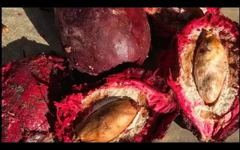 Valor-Nutricional-del-Okari