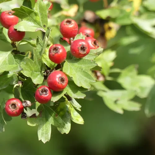 Valor-Nutricional-del-Toroncillo